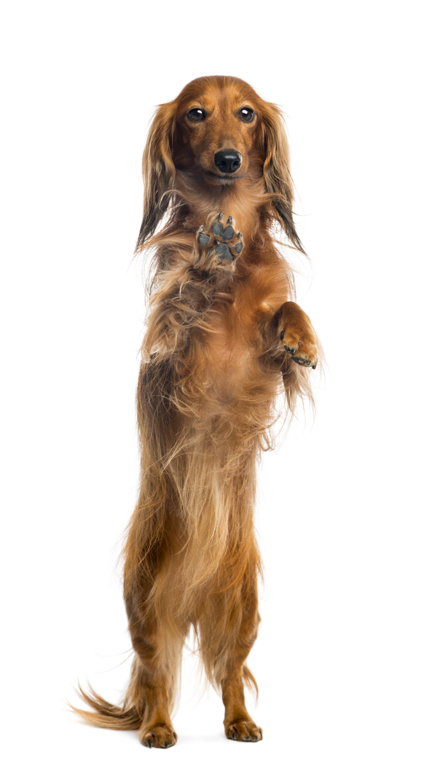 View through a glass of a Dachshund, 4 years old, on hind legs, leaning against the glass against white background View through a glass of a Dachshund, 4 years old, on hind legs, leaning against the glass against white background